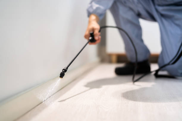 Licensed Wasp Removal service in Clayton, MO - Show Me Pest Control