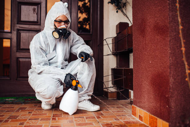 Reliable Wasp Removal contractor in Clayton, MO by Show Me Pest Control
